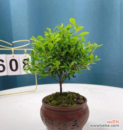 赤楠 以赤楠代表意思的探讨