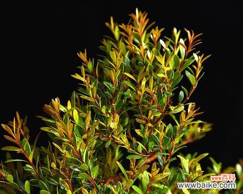 赤楠 以赤楠代表意思的探讨