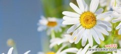 用花卉之语解读雏菊的魅力与深意 雏菊的象征意义与寓意