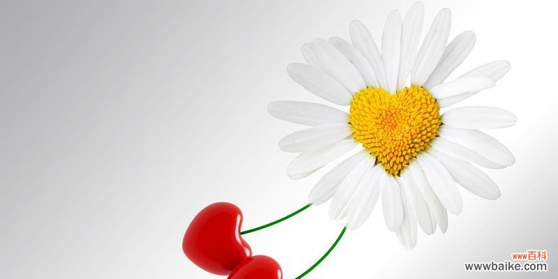 雏菊 雏菊的美丽与象征意义