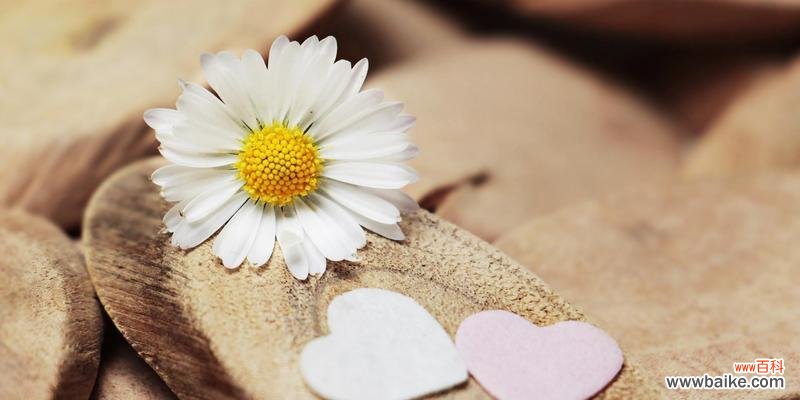 探索雏菊的花语世界 雏菊花语之不同颜色的含义