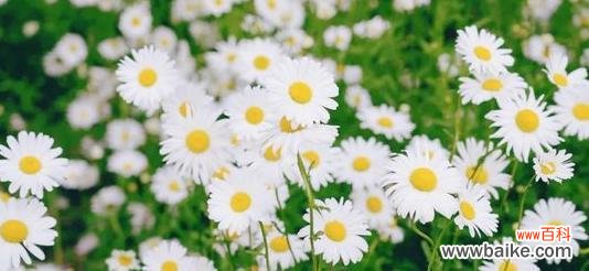 探索雏菊的花语世界 雏菊花语之不同颜色的含义