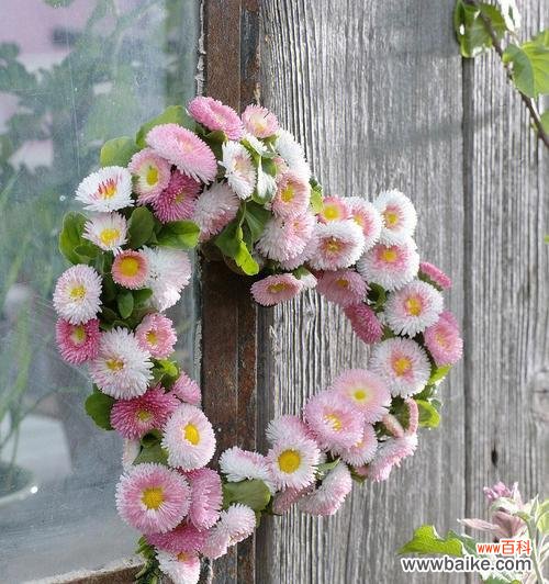 探索雏菊的花语世界 雏菊花语之不同颜色的含义