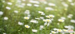 揭开雏菊花的秘密 雏菊的花语与象征意义