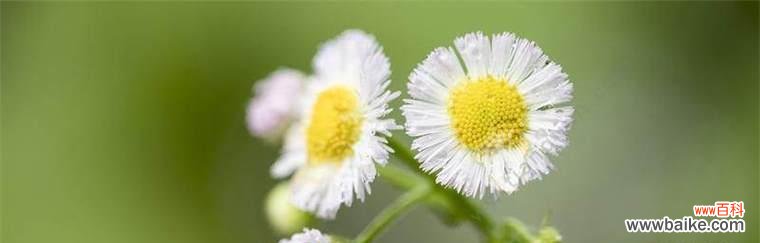 揭开雏菊花的秘密 雏菊的花语与象征意义