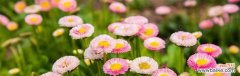 颜色与花语的奇妙联结 雏菊花语的丰富意义