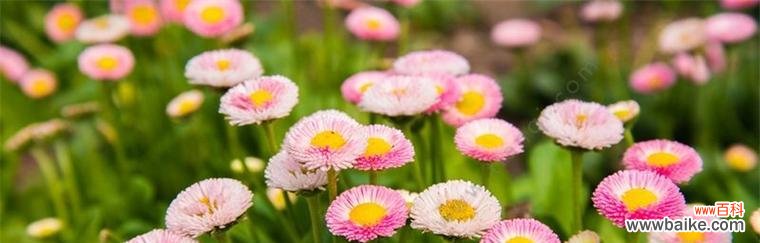 颜色与花语的奇妙联结 雏菊花语的丰富意义