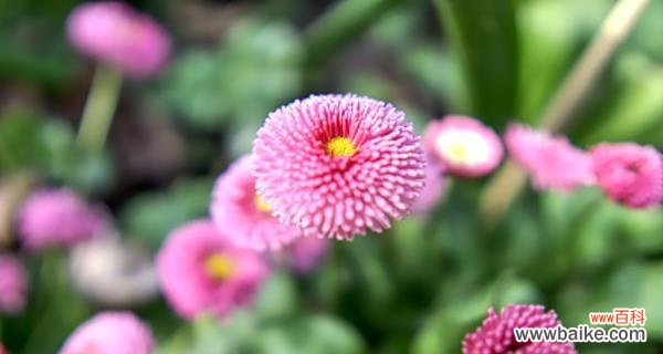 颜色与花语的奇妙联结 雏菊花语的丰富意义