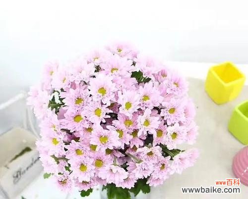 颜色与花语的奇妙联结 雏菊花语的丰富意义