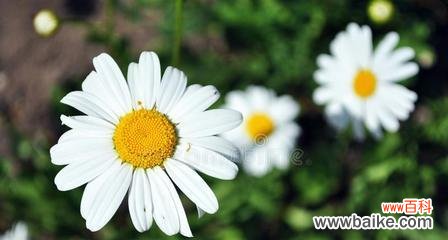 一朵花的力量和坚韧 雏菊花的象征意义