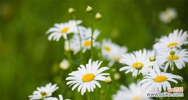 一朵花的力量和坚韧 雏菊花的象征意义