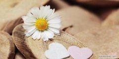 探寻雏菊花语的深层含义 雏菊花语与寓意