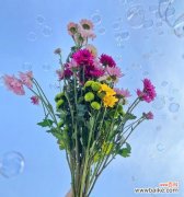 用一朵雏菊诠释爱与希望 雏菊花语