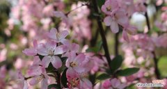 梦幻盛开 垂丝海棠