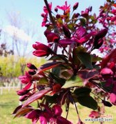 一朵花的语言 垂丝海棠花语