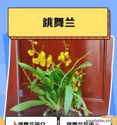 探索19朵玫瑰花背后的含义 玫瑰花的花语与意义