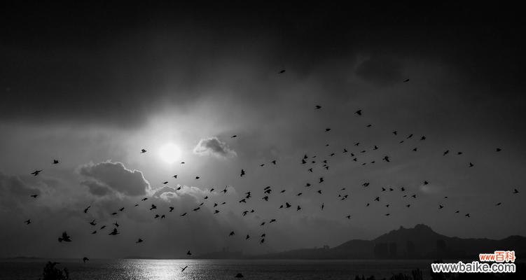 以代表生命意志的花朵 向死而生的花