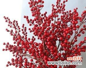 美丽的花朵与深沉的情感 相思之花