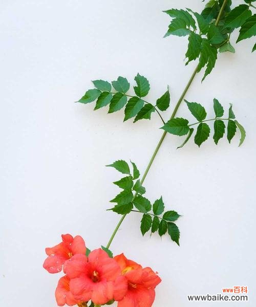 揭秘夏季最美的15种植物 夏天的绿色盛宴