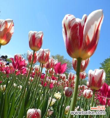 揭秘夏季最美的15种植物 夏天的绿色盛宴