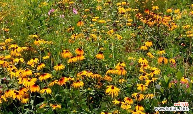 用花朵的力量找到内心的宁静 遗忘之花