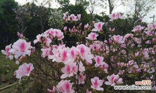 用花朵的力量找到内心的宁静 遗忘之花