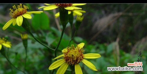 用花朵的力量找到内心的宁静 遗忘之花