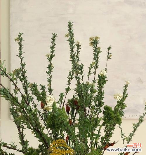 以花为媒 花开正能量,绽放人生之美