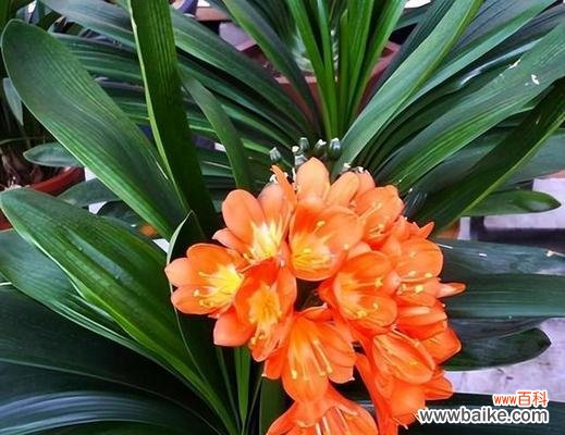 以花为媒 花开正能量,绽放人生之美