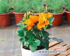 探索夏日花海的奇妙世界 盛夏之美