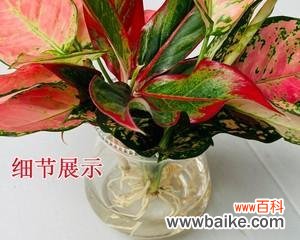 追寻吉祥幸福的绿色奇迹 喜庆的植物