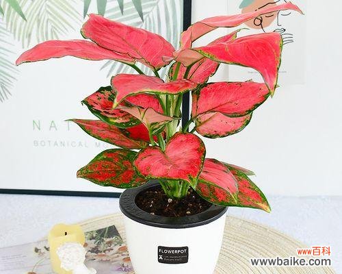 追寻吉祥幸福的绿色奇迹 喜庆的植物