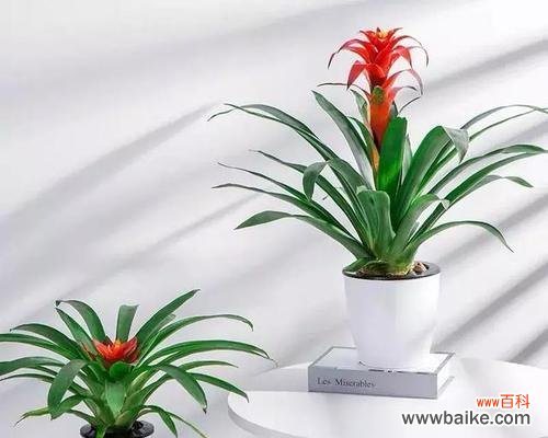 追寻吉祥幸福的绿色奇迹 喜庆的植物