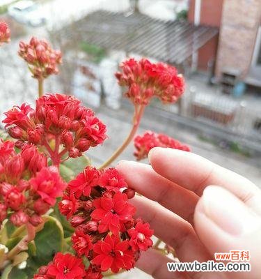 当代文明中的花卉美学——以花朵为媒介传递希望的力量 盛开的花朵