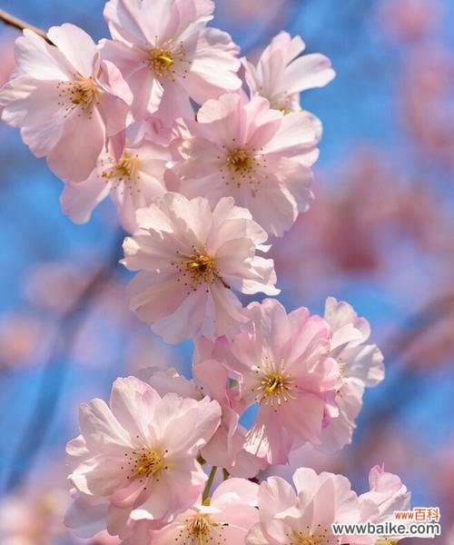 当代文明中的花卉美学——以花朵为媒介传递希望的力量 盛开的花朵