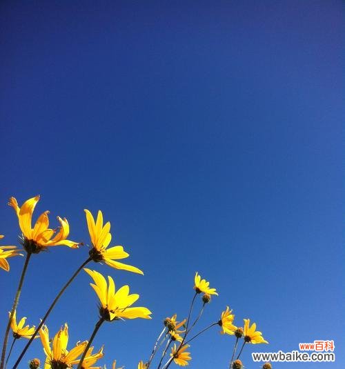 阳光花朵 花朵的力量