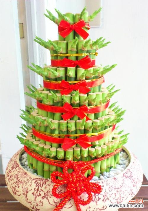 探秘幸运植物的神奇魅力与寓意 ,代表幸运的植物大揭秘