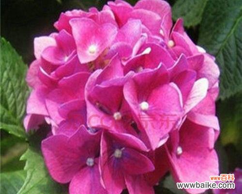 探秘幸运植物的神奇魅力与寓意 ,代表幸运的植物大揭秘