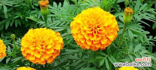 探索友谊之植物世界 以代表友谊的植物为主题的文章