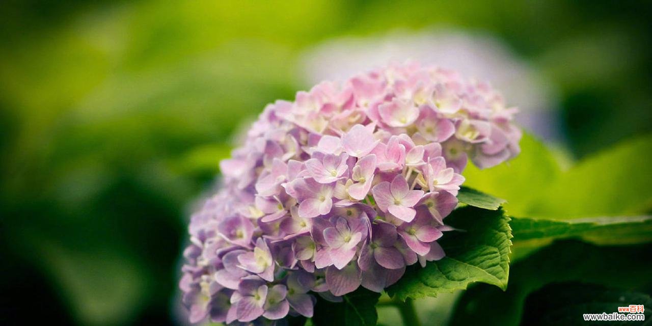 深入探索友情与植物的奇妙联系 友情的花园