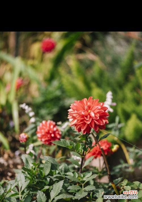 揭开花语的秘密 优雅神秘的花语世界