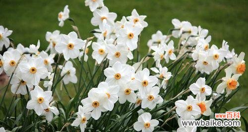 探索植物王国中最勇敢和坚韧的生命体 代表勇气和坚强的植物-自然的力量