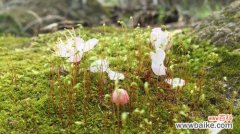 探索植物王国中最勇敢和坚韧的生命体 代表勇气和坚强的植物-自然的力量