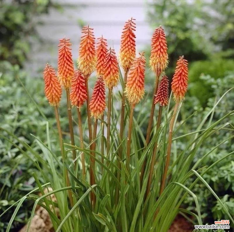 探索植物王国中最勇敢和坚韧的生命体 代表勇气和坚强的植物-自然的力量