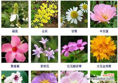 春之花海 春天花开，盛世芬芳