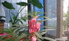 春之花海 春天花开，盛世芬芳