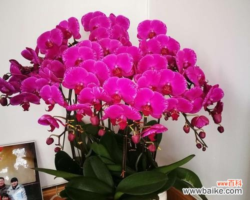 传承中华文化的鲜花盛宴 春节花卉的寓意与文化传统