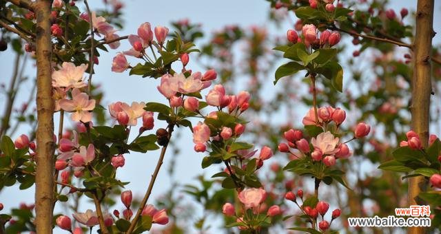 春天的花朵和它们的美丽 春之花——繁花似锦