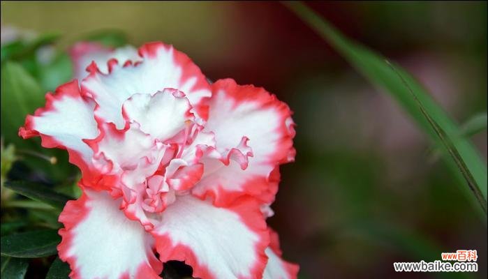 春天的花朵和它们的美丽 春之花——繁花似锦