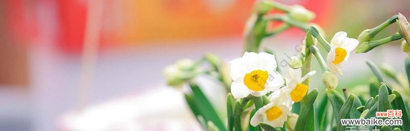 探秘纯白水仙花的美丽与寓意 纯白水仙花的花语